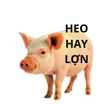 heo hay lợn gọi sao cho đúng