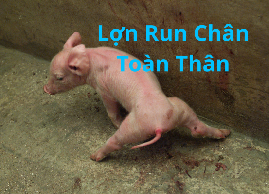 Lợn Bị Run Toàn Thân Là Bệnh Gì