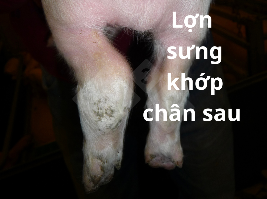 Lợn bị sưng khớp chân sau