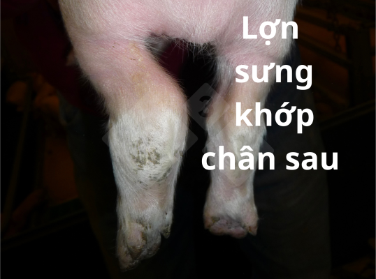 Lợn bị sưng khớp chân sau