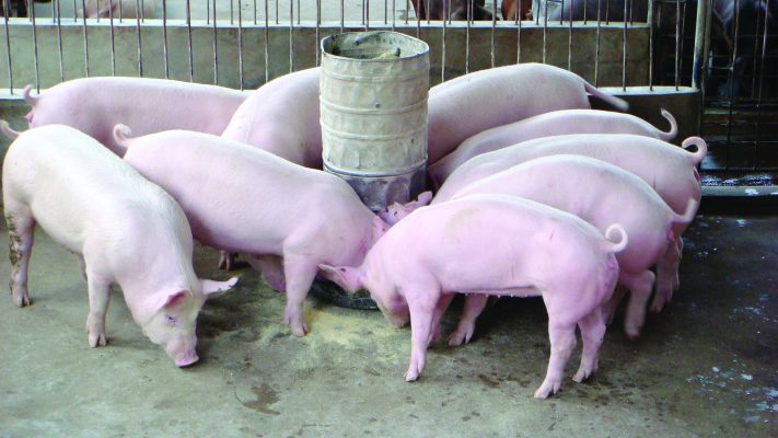 1 Con Lợn Ăn Hết Bao Nhiêu Cám