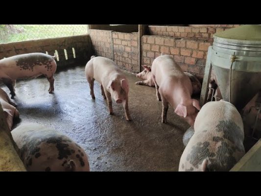 Nên cho heo ăn khô hay ướt