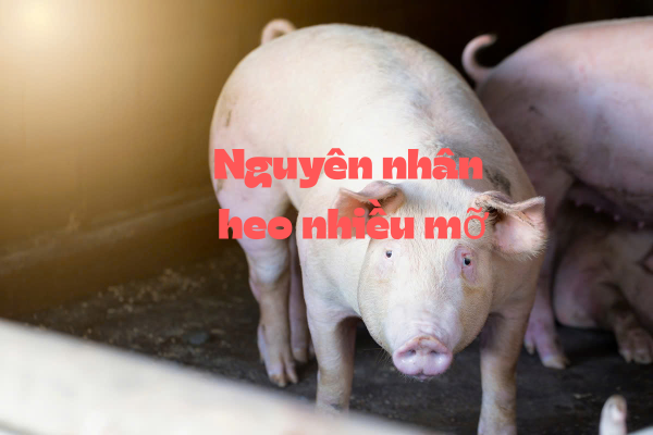 Nguyên Nhân Heo Nhiều Mỡ