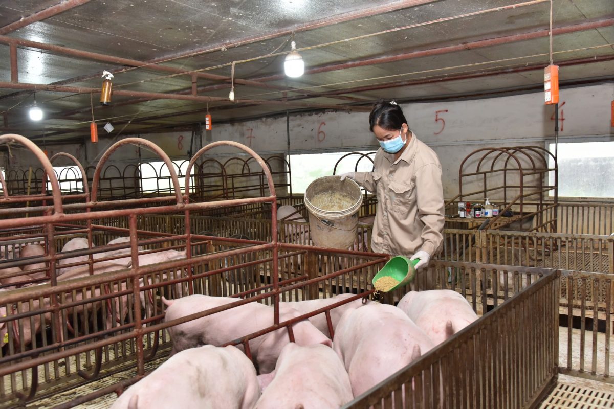 Nguyên Nhân Heo Nhiều Mỡ và Cách Khắc Phục Hiệu Quả 2 Nguyên Nhân Heo Nhiều Mỡ