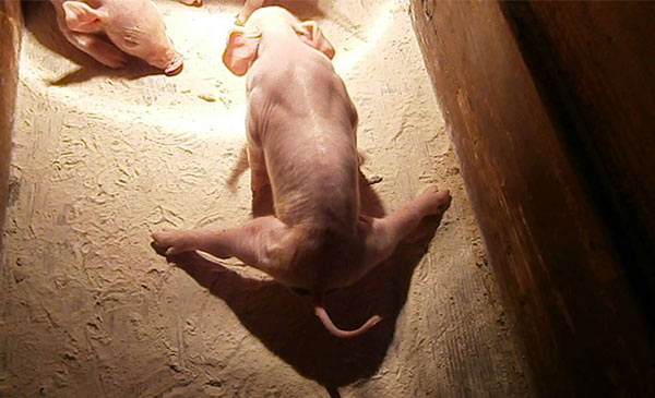 nguyen nhan lon bi dau chan sau 5