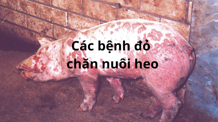 Các Bệnh Đỏ Trong Chăn Nuôi Heo