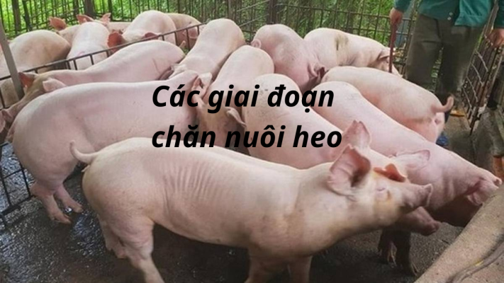 Các Giai Đoạn Chăn Nuôi Heo