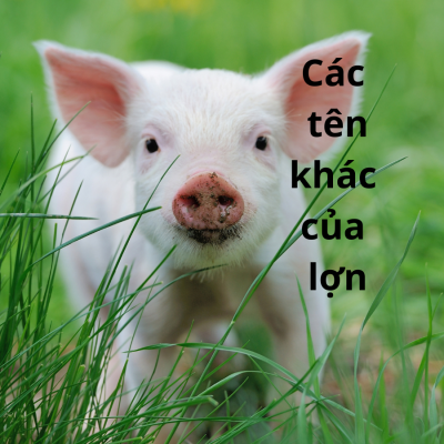 Các Tên Gọi Khác Của Lợn