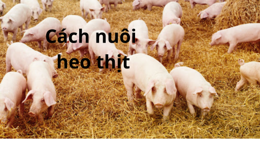 Cách nuôi heo thịt