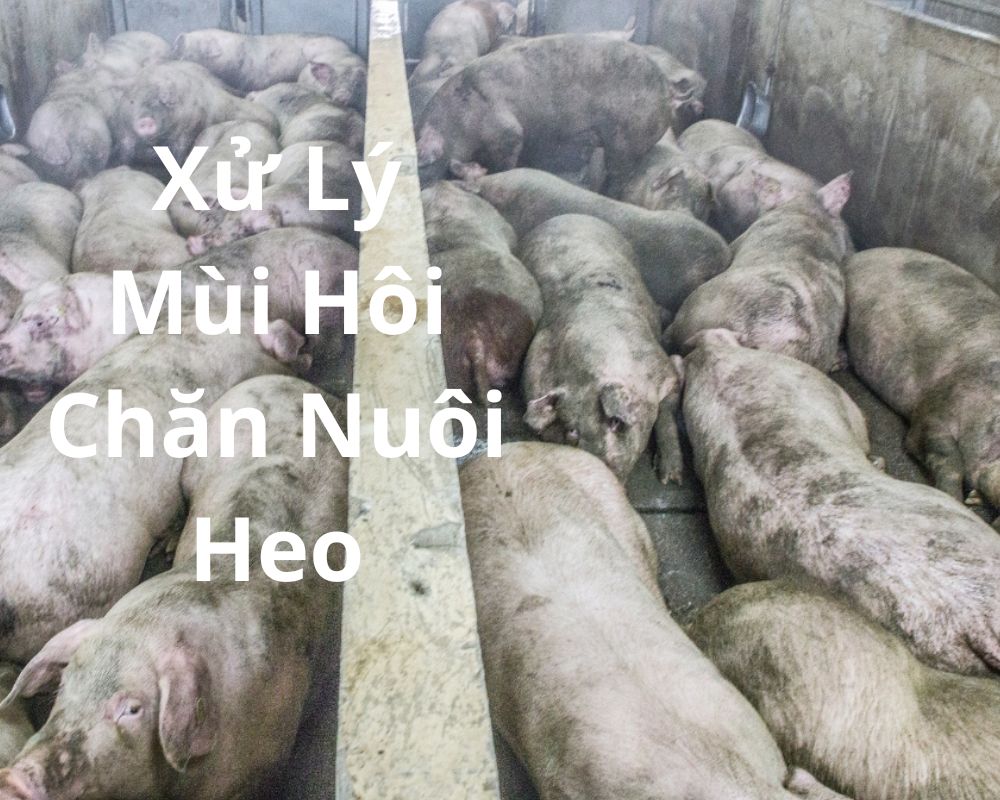Cách Xử Lý Mùi Hôi Trong Chăn Nuôi Heo