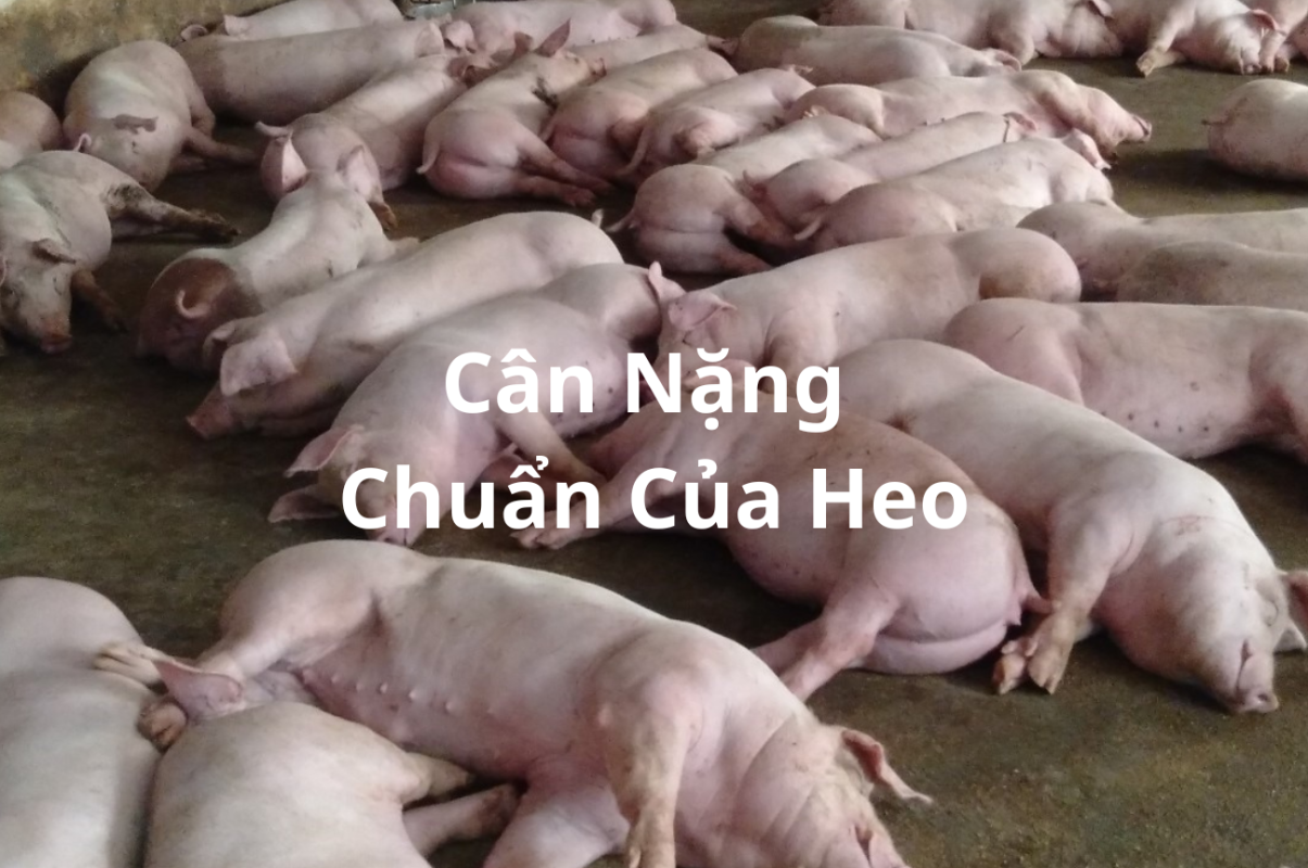 Bảng Cân Nặng Chuẩn Của Heo