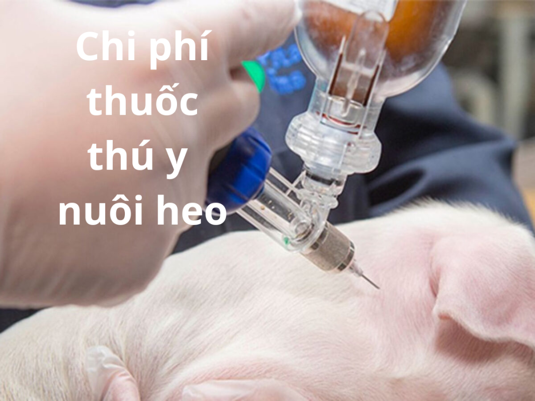Chi Phí Thuốc Thú Y Trong Chăn Nuôi Heo