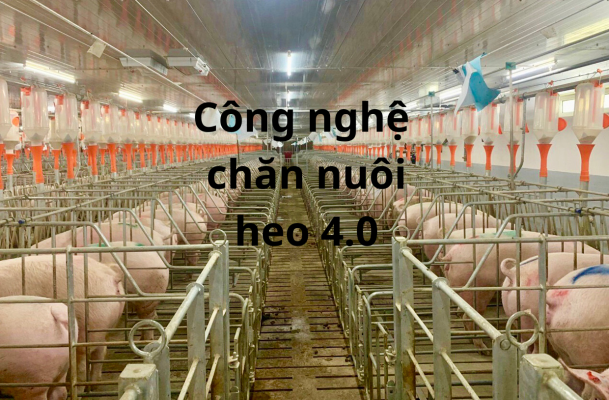 Công Nghệ Chăn Nuôi Heo 4.0