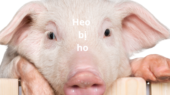 nguyên nhân heo bị ho