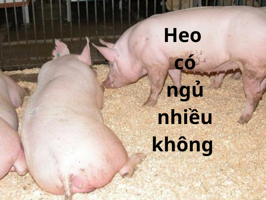Heo Có Ngủ Nhiều Không?