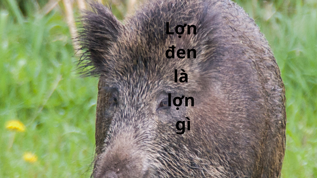 Heo Đen Là Heo Gì