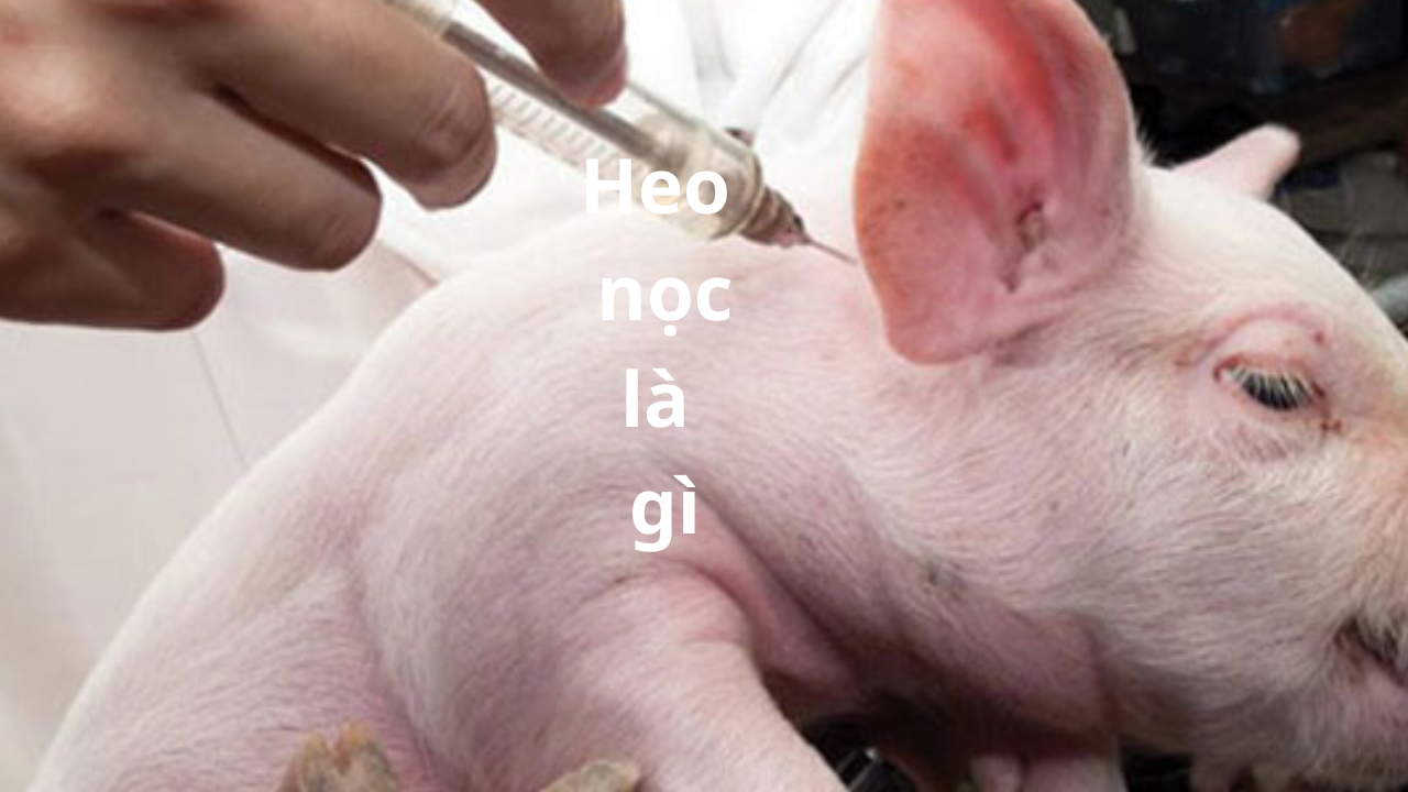 heo nọc là gì