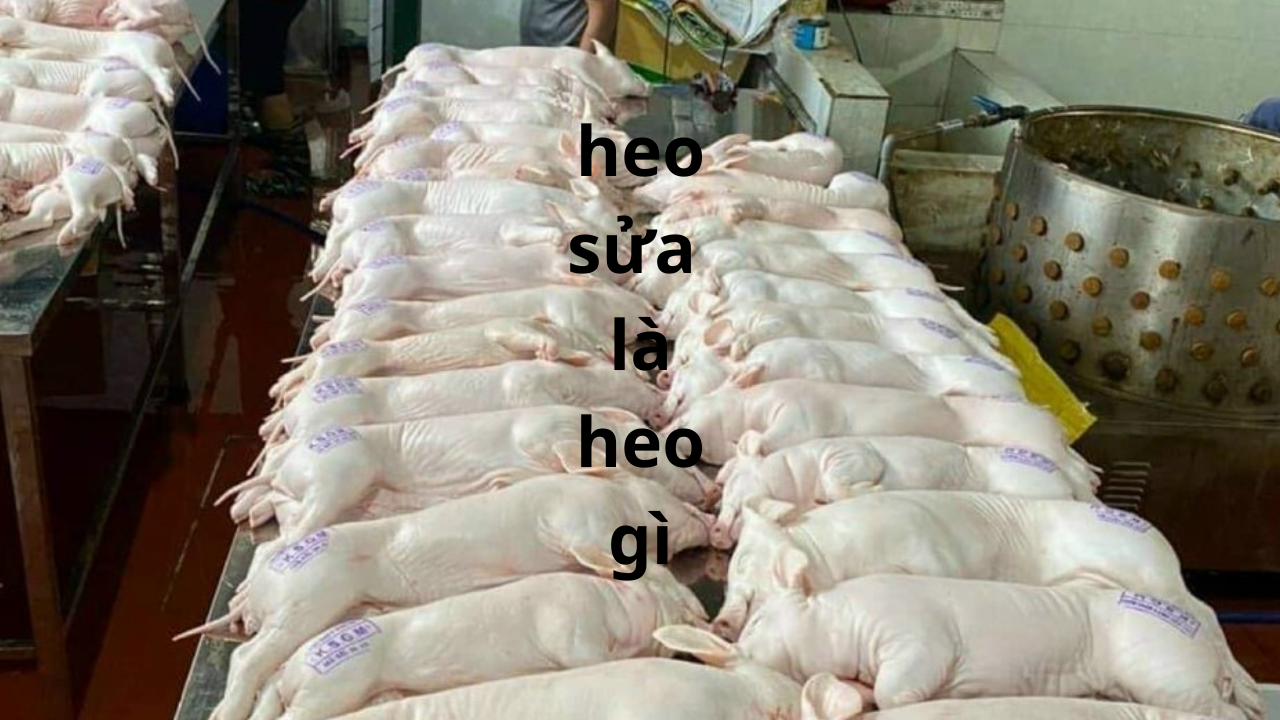 Heo Sữa Là Gì? Kỹ Thuật Chăn Nuôi và Tiềm Năng Cho Bà Con 1 Heo Sữa Là Gì
