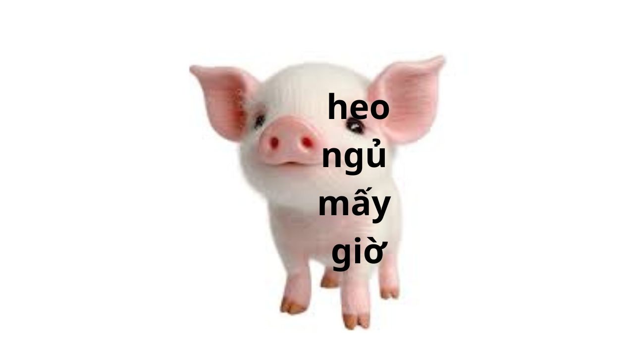 heo thuong ngu may gio