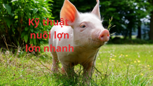 ky thuat nuoi lon lon nhanh