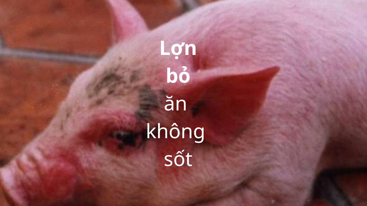 Lợn Bỏ Ăn Không Sốt Là Bệnh Gì