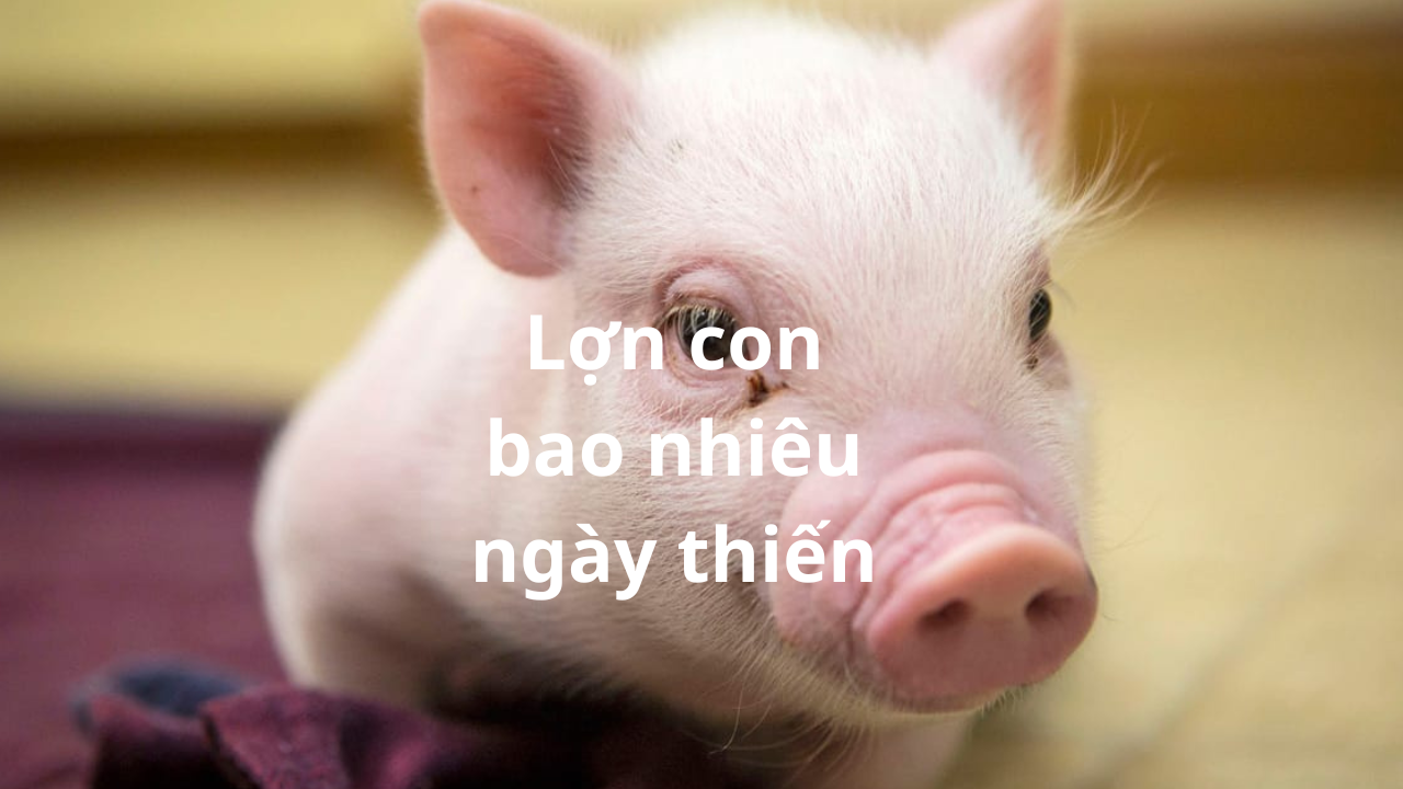 lon con bao nhieu ngay thien