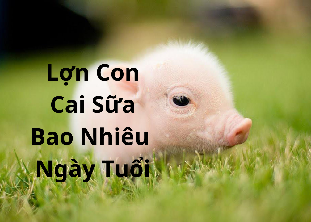 lon con cai sua bao nhieu ngay tuoi