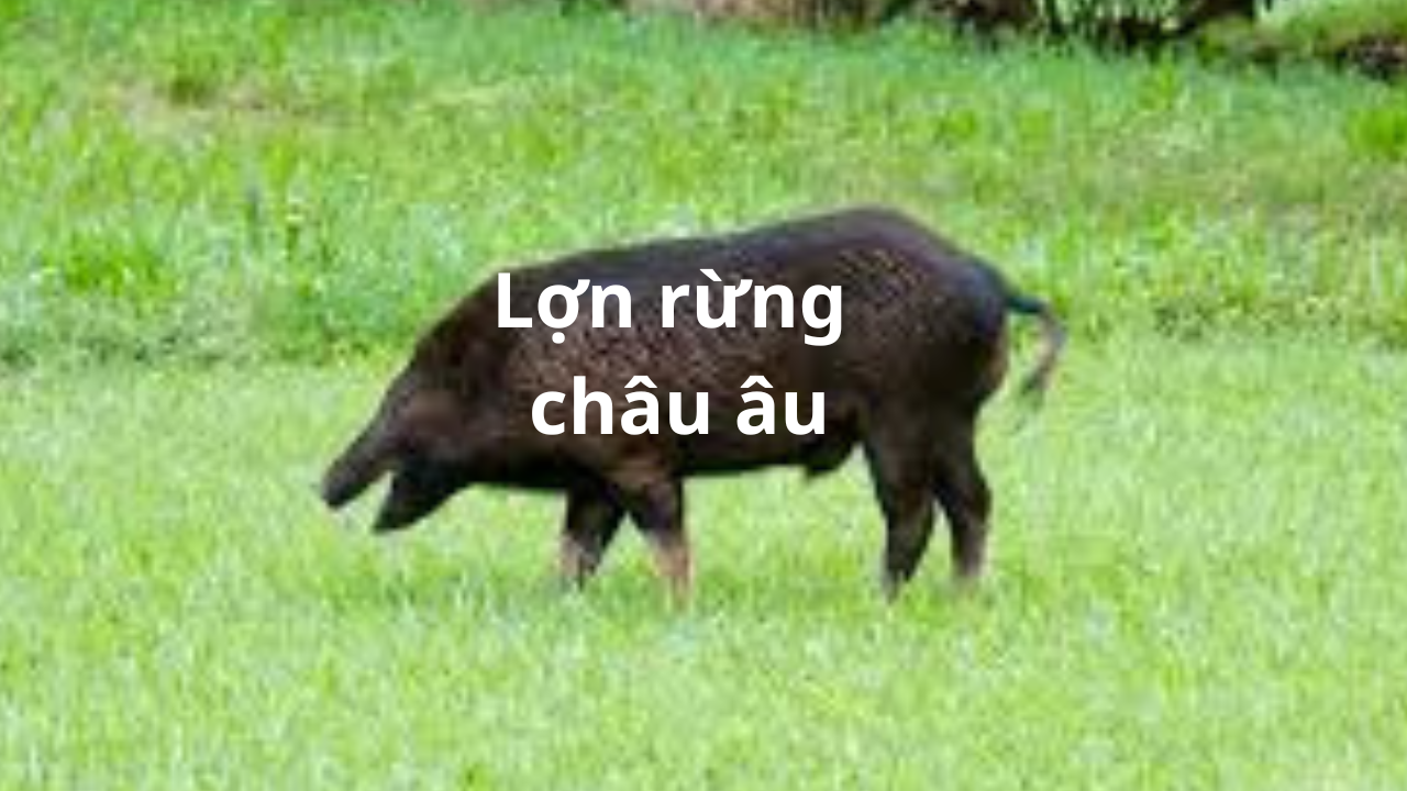 Lợn Rừng Châu Âu