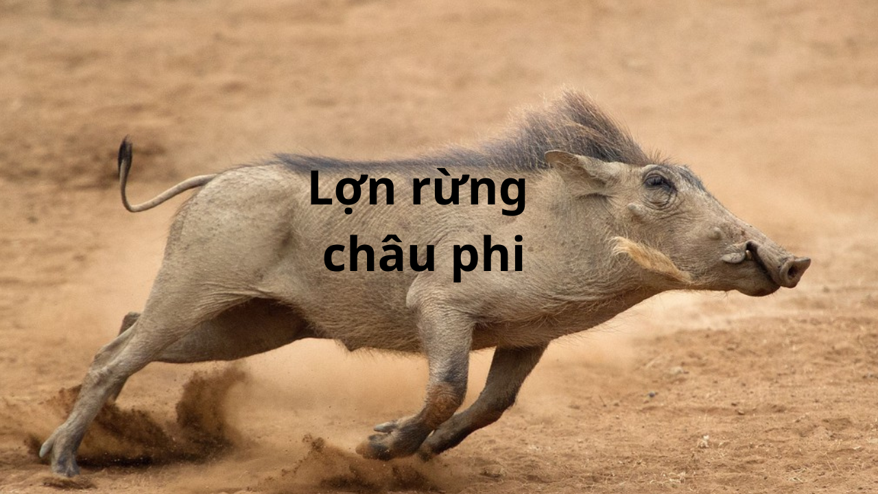 Lợn Rừng Châu Phi
