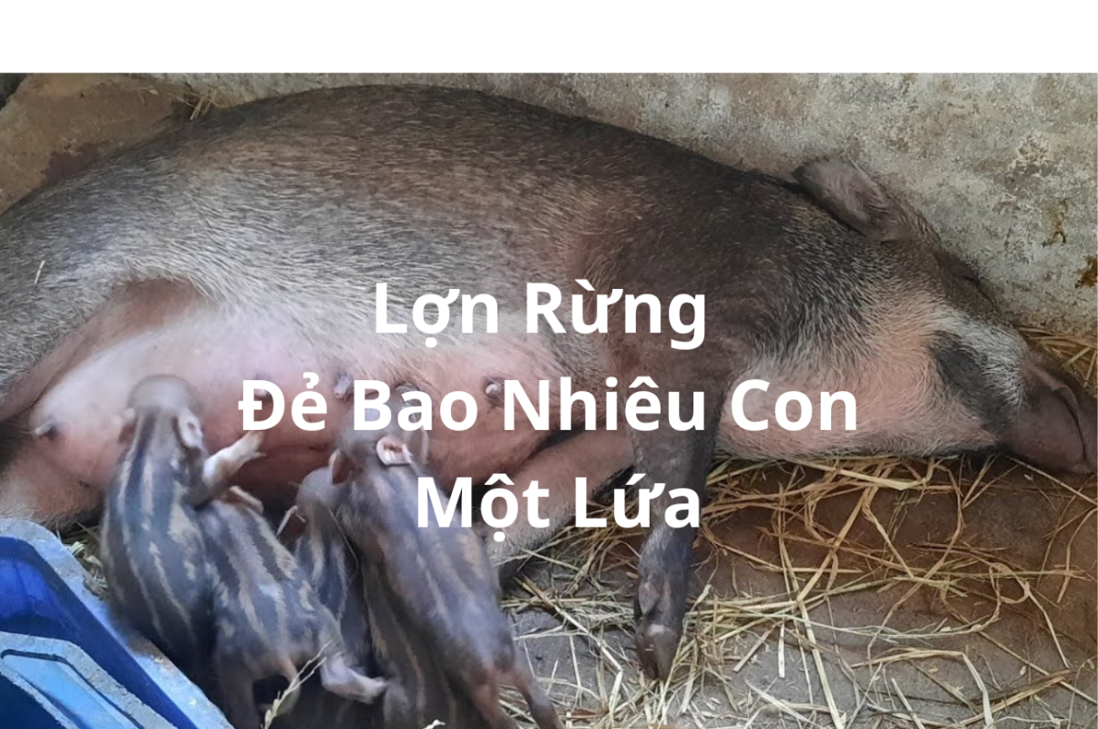 Lợn Rừng Đẻ Bao Nhiêu Con Một Lứa