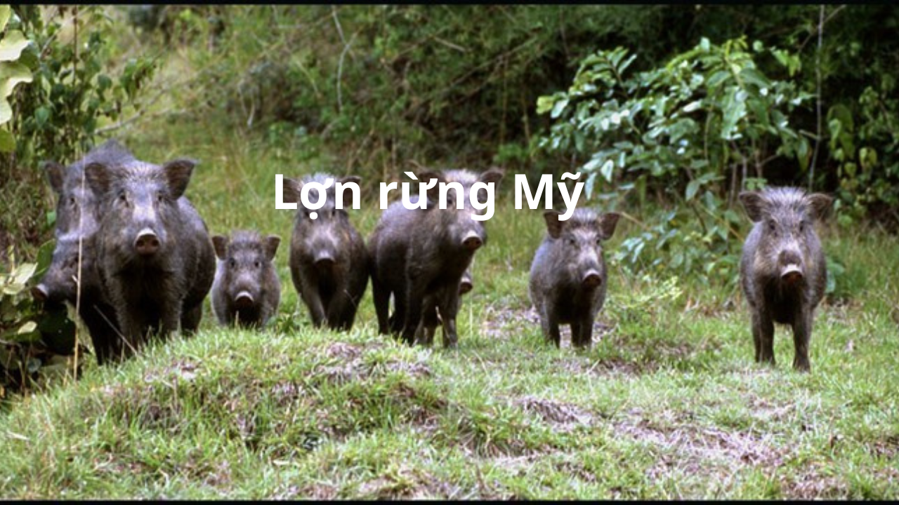 Lợn Rừng Mỹ: Sự Thật Về Loài Vật Chủ Nguy Hiểm và Biện Pháp Kiểm Soát