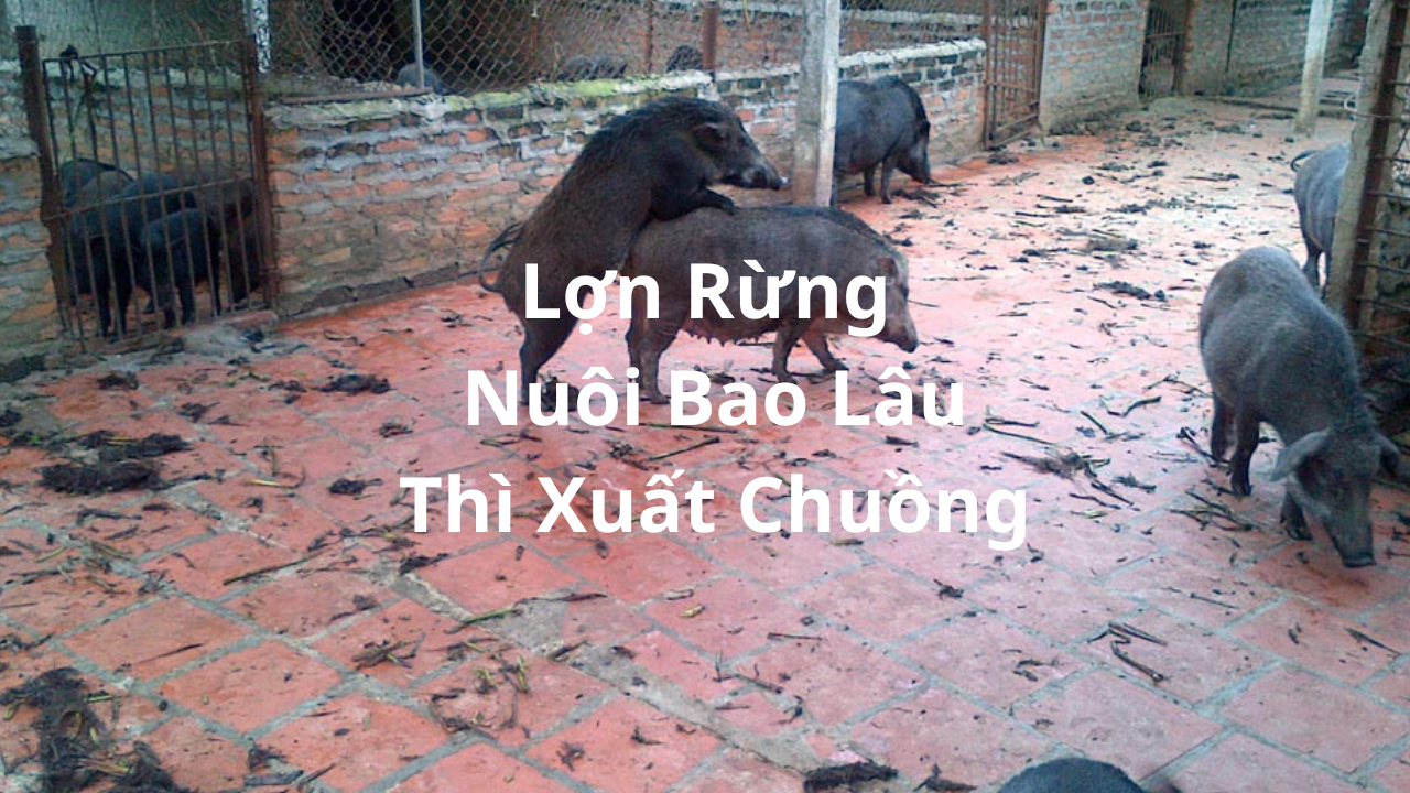Lợn Rừng Nuôi Bao Lâu Thì Xuất Chuồng