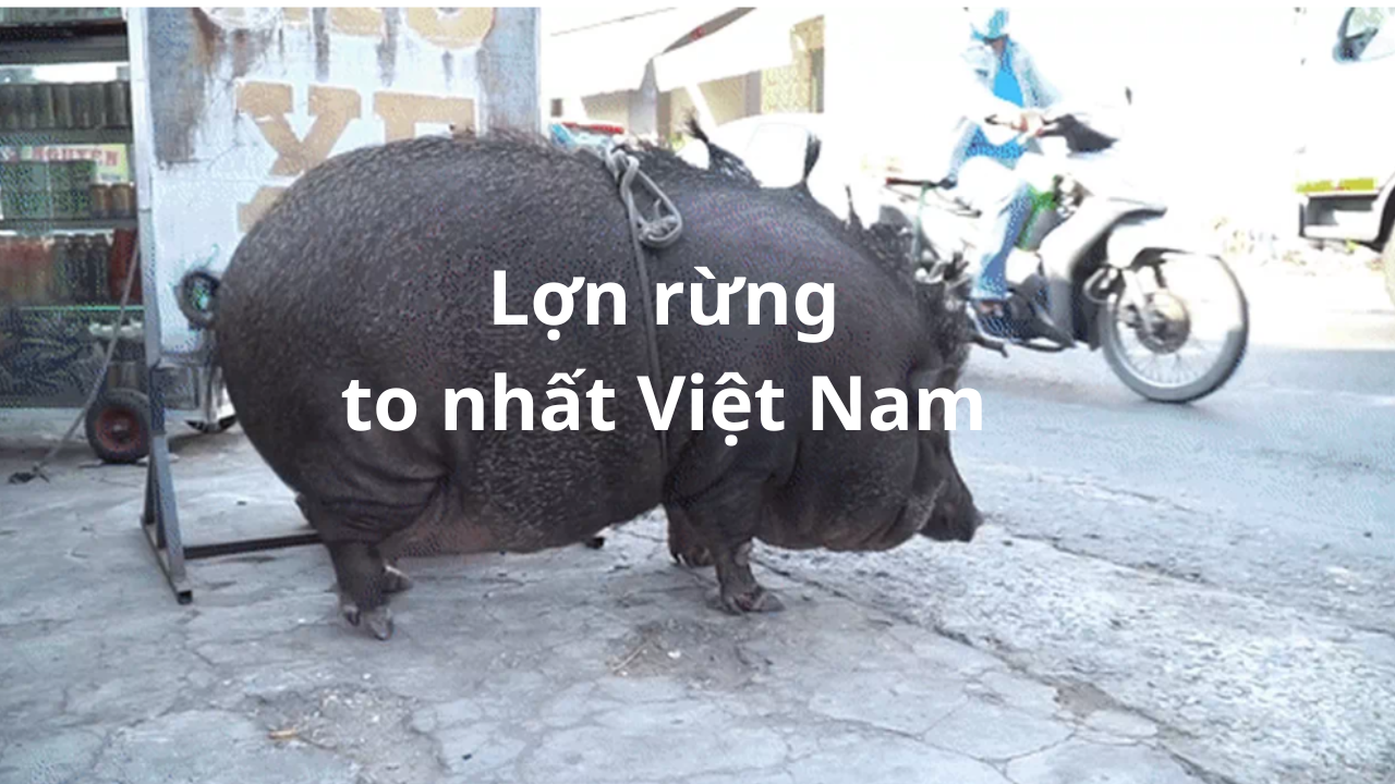 Lợn Rừng To Nhất Việt Nam: Sự Thật Về Kỷ Lục và Giống Lợn Lớn Nhất