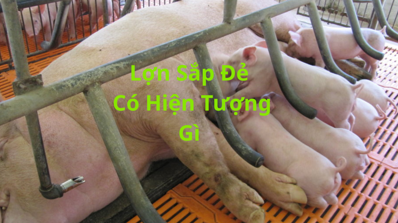 Lợn Sắp Đẻ Có Hiện Tượng Gì? Giải Mã Dấu Hiệu và Nguyên Nhân Cốt Lõi