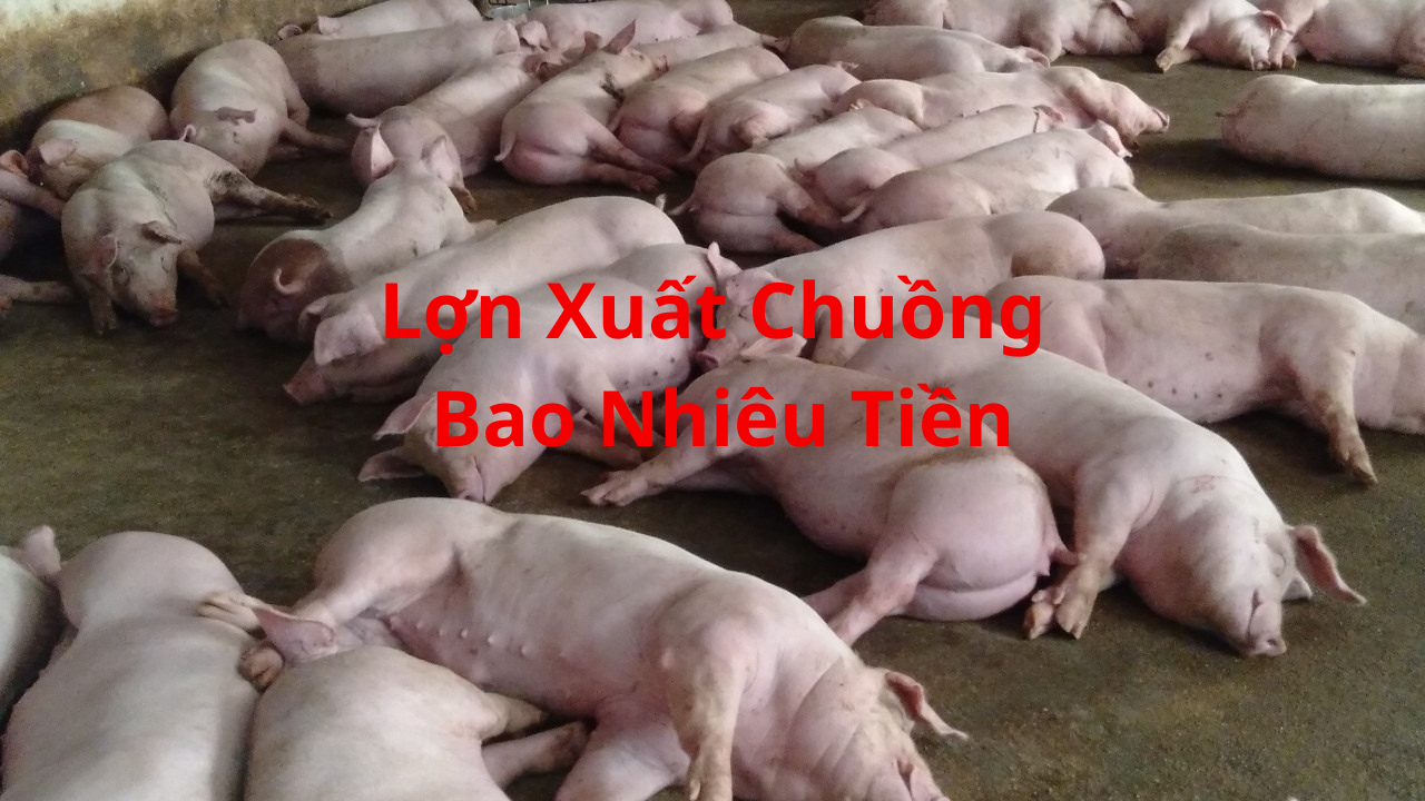 Con Lợn Xuất Chuồng Bao Nhiêu Tiền