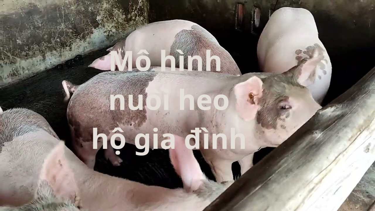 Mô Hình Chăn Nuôi Heo Hộ Gia Đình