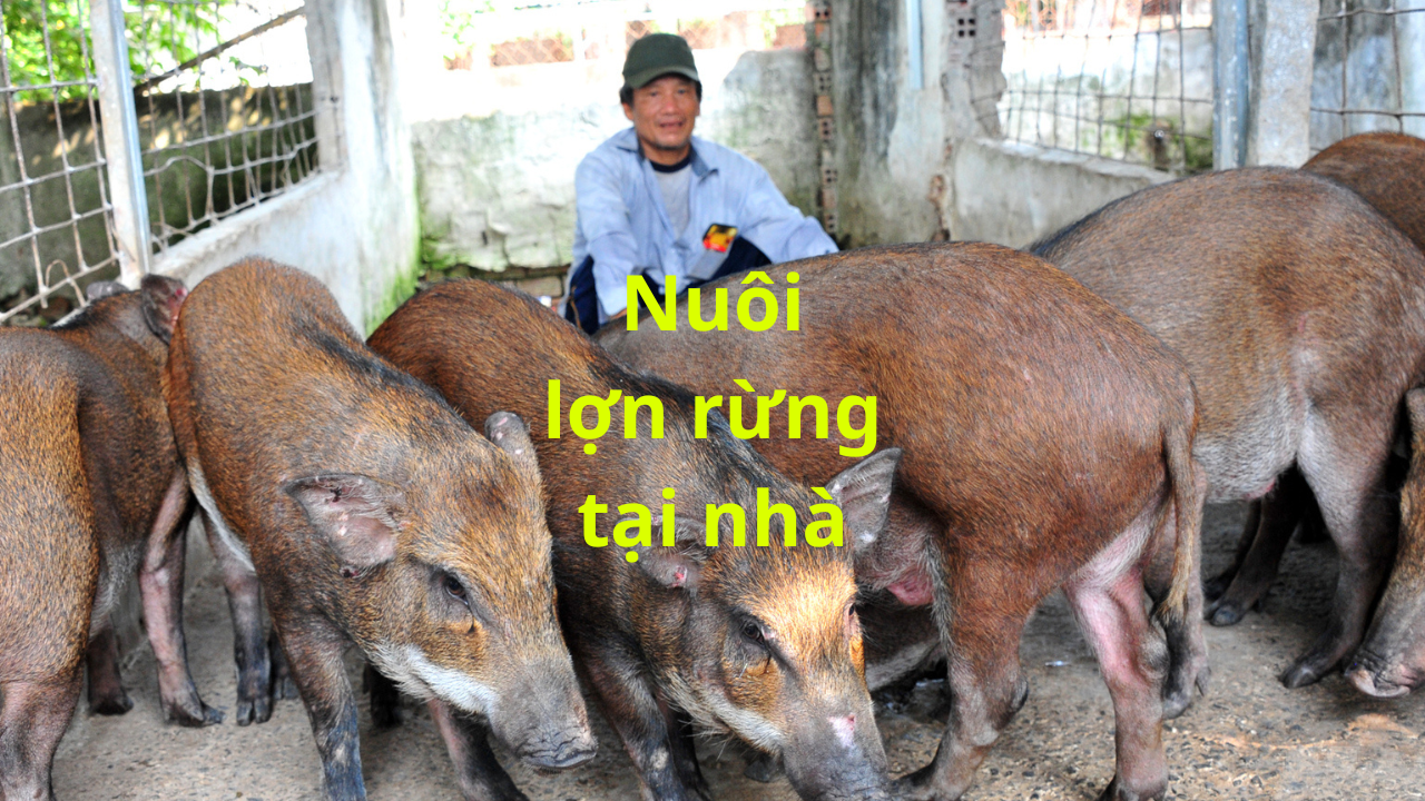 Mô Hình Nuôi Heo Rừng Tại Nhà