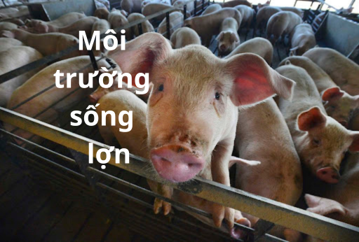 Môi trường sống của lợn