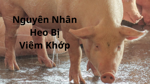 nguyen nhan heo bi viem khop
