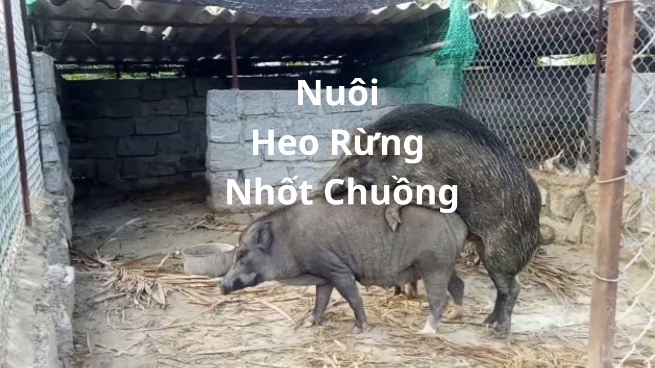 nuoi-heo-rung-nhot-chuong