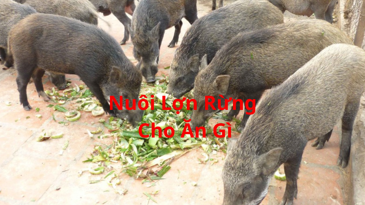 Nuôi Lợn Rừng Cho Ăn Gì?