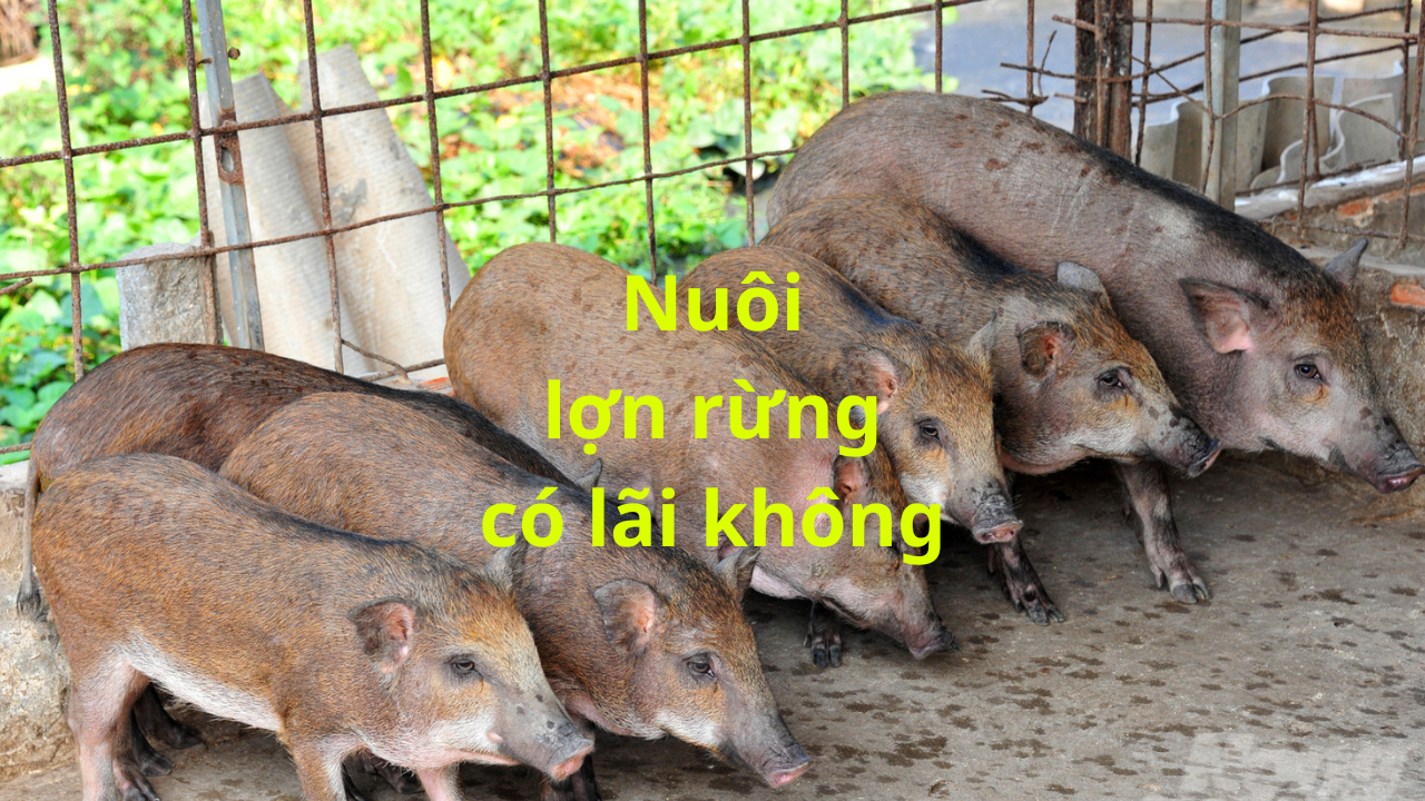 Nuôi Lợn Rừng Có Lãi Không