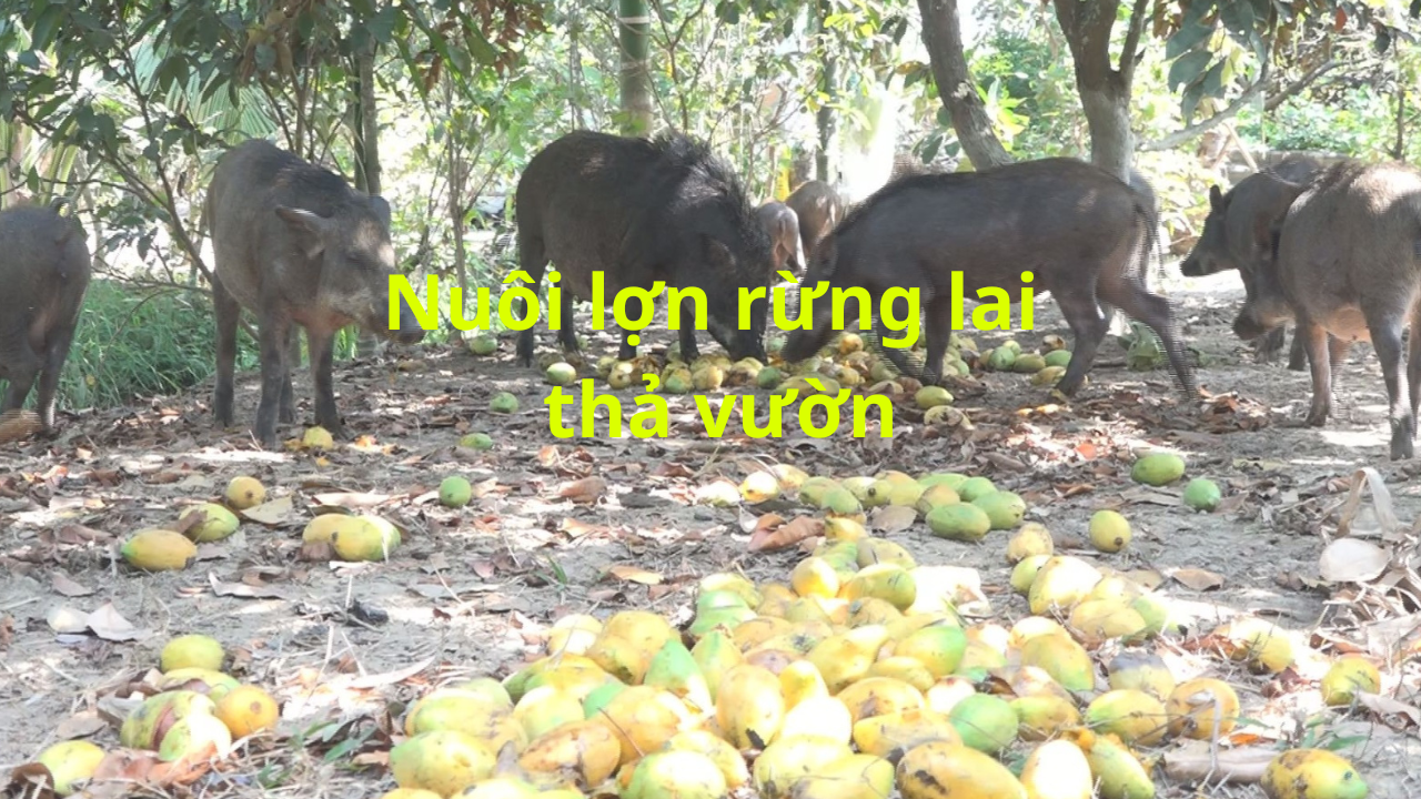 Nuôi Heo Rừng Lai Thả Vườn