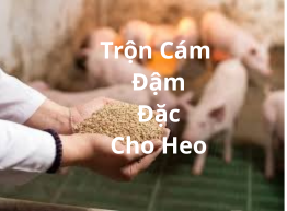 Trộn Cám Đậm Đặc Cho Heo