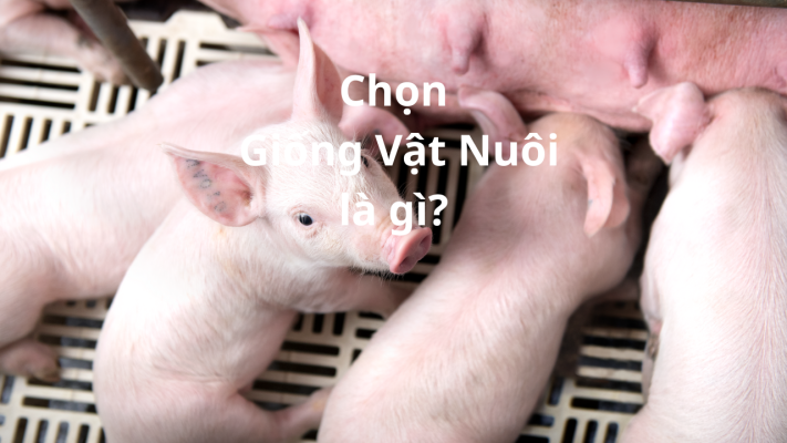 chon giong vat nuoi la gi