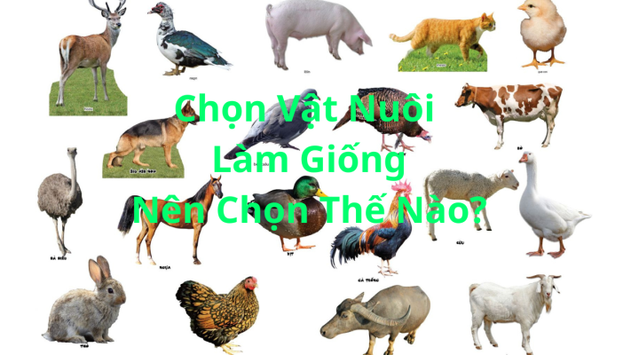 Chọn Vật Nuôi Làm Giống Nên Chọn Thế Nào?