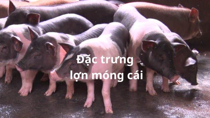 dac trung lon mong cai