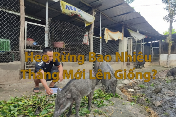 Heo Rừng Bao Nhiêu Tháng Mới Lên Giống?