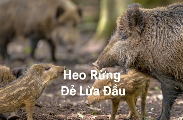 Heo Rừng Đẻ Lứa Đầu