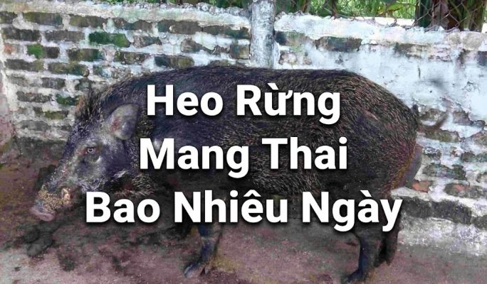 Heo Rừng Mang Thai Bao Nhiêu Ngày